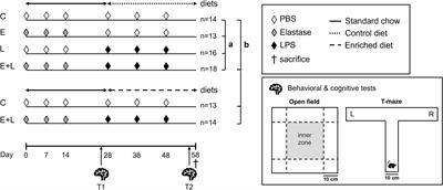 Effects of a nutritional intervention on impaired behavior and cognitive function in an emphysematous murine model of COPD with endotoxin-induced lung inflammation